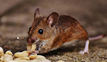 24 Hour & Emergency Exterminators in Meridian, ID